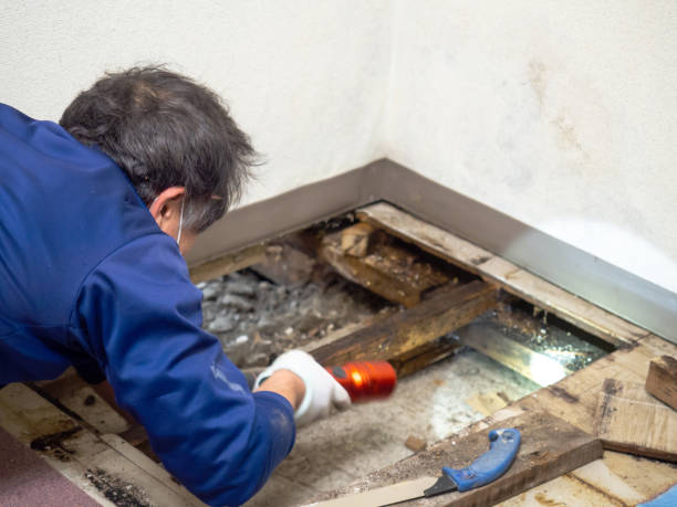 Best Localized Mold Remediation (e.g., coastal areas, humid climates) in Belterra, TX