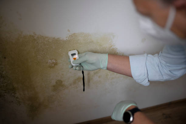 Best Commercial Mold Remediation in Belterra, TX