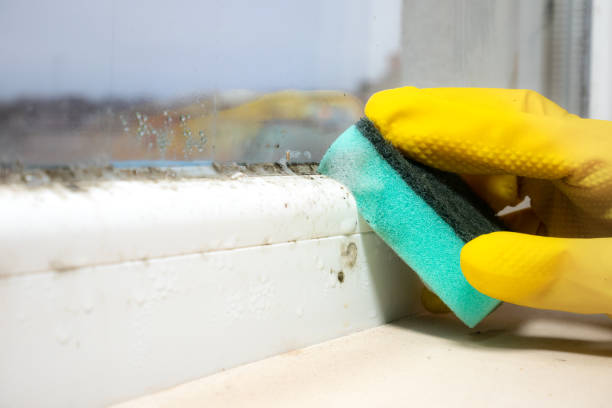 Professional Mold Remediation in Belterra, TX
